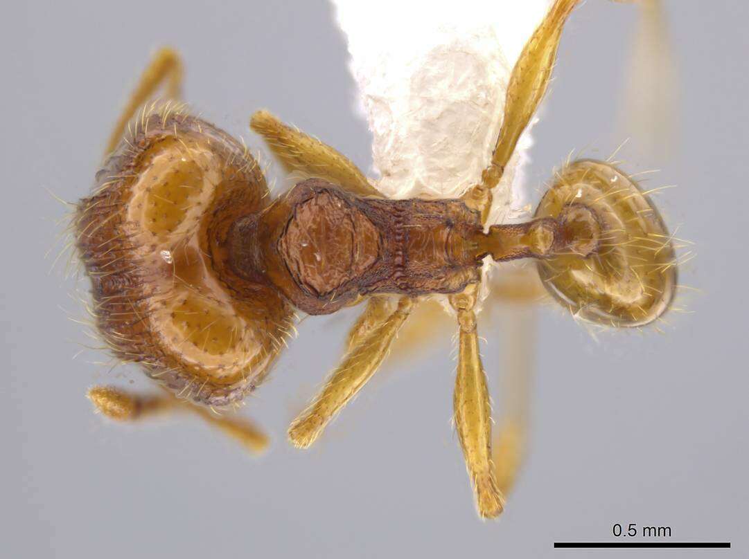 Image of Pheidole glomericeps