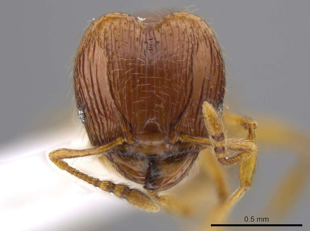 Image of Pheidole glomericeps