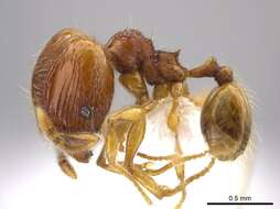 Image of Pheidole glomericeps