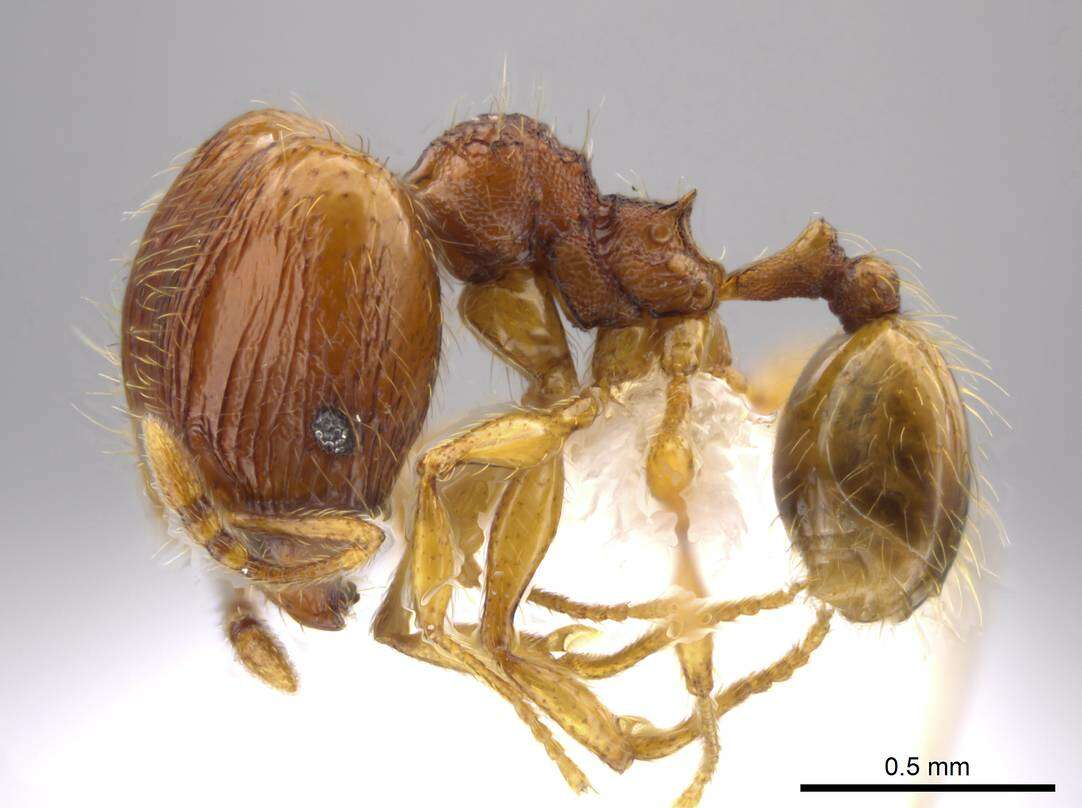 Image of Pheidole glomericeps