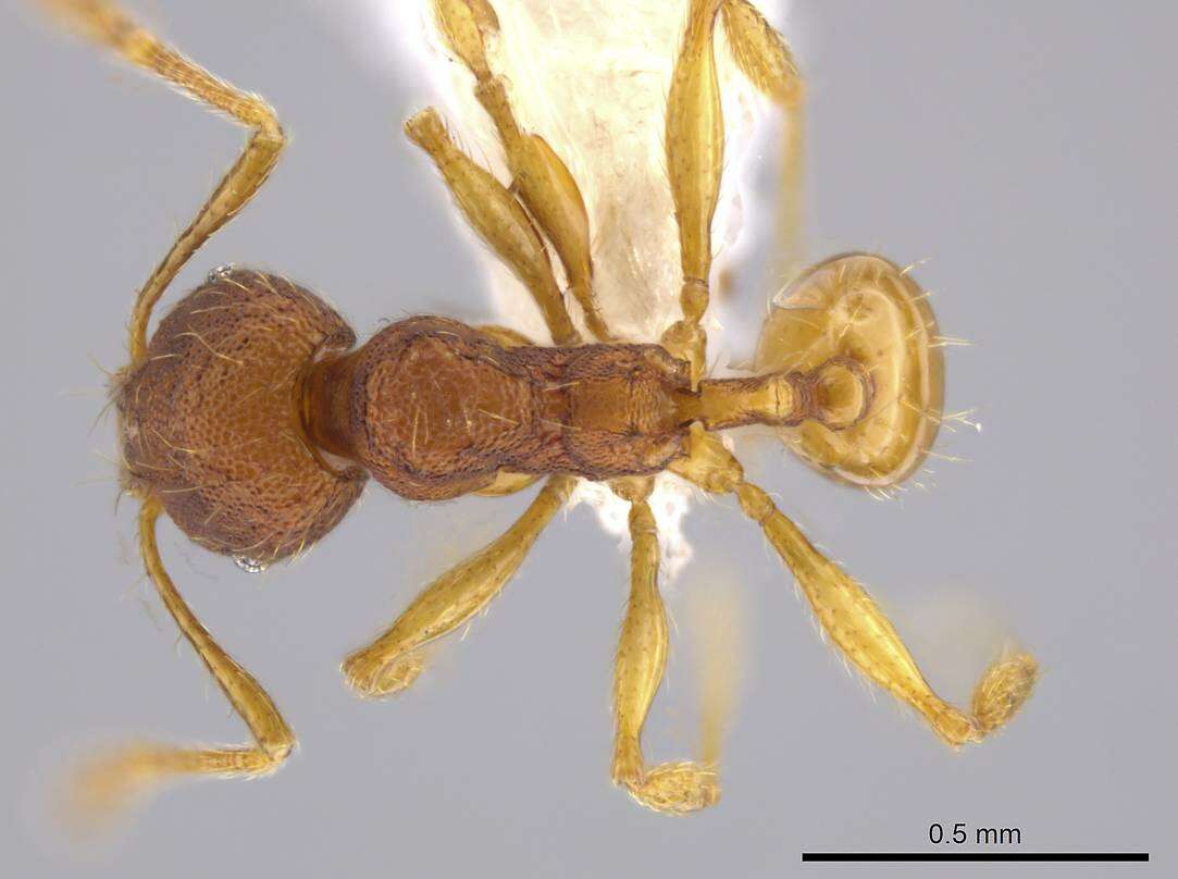 Image of Pheidole glomericeps