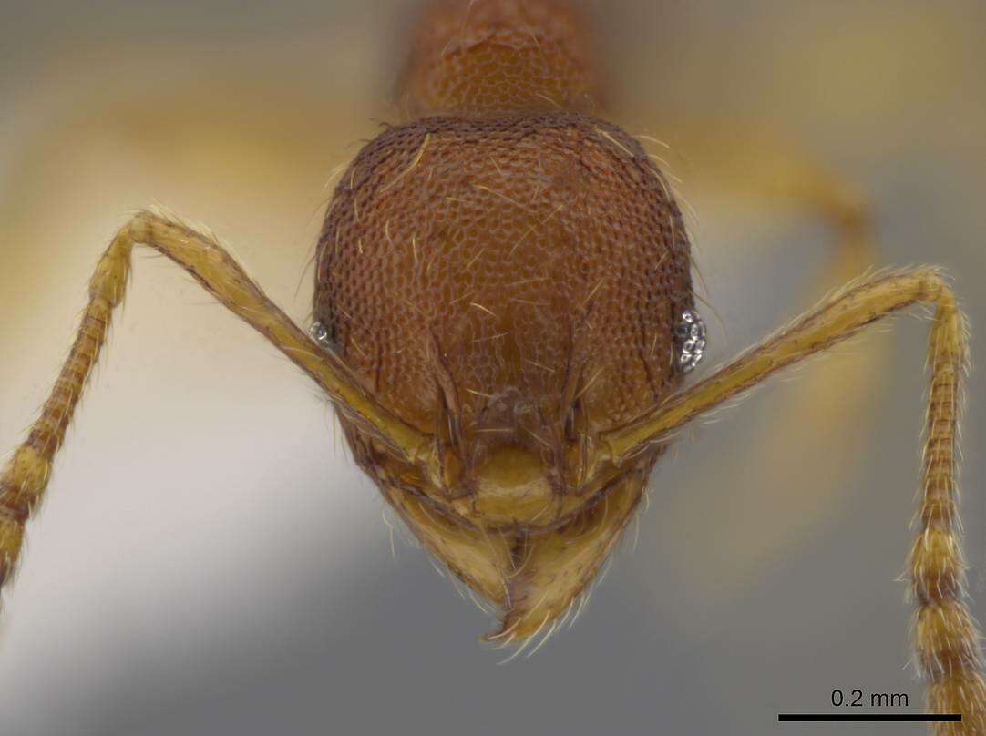 Image of Pheidole glomericeps