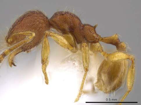 Image of Pheidole glomericeps