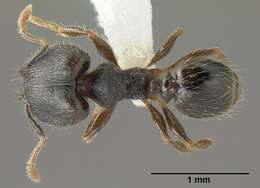 Plancia ëd <i>Pheidole carinote</i>