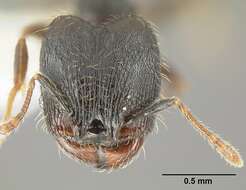 Plancia ëd <i>Pheidole carinote</i>