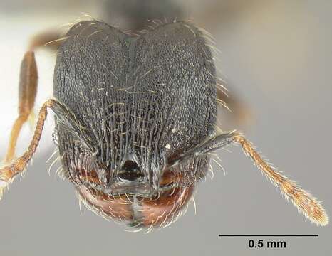 Plancia ëd <i>Pheidole carinote</i>