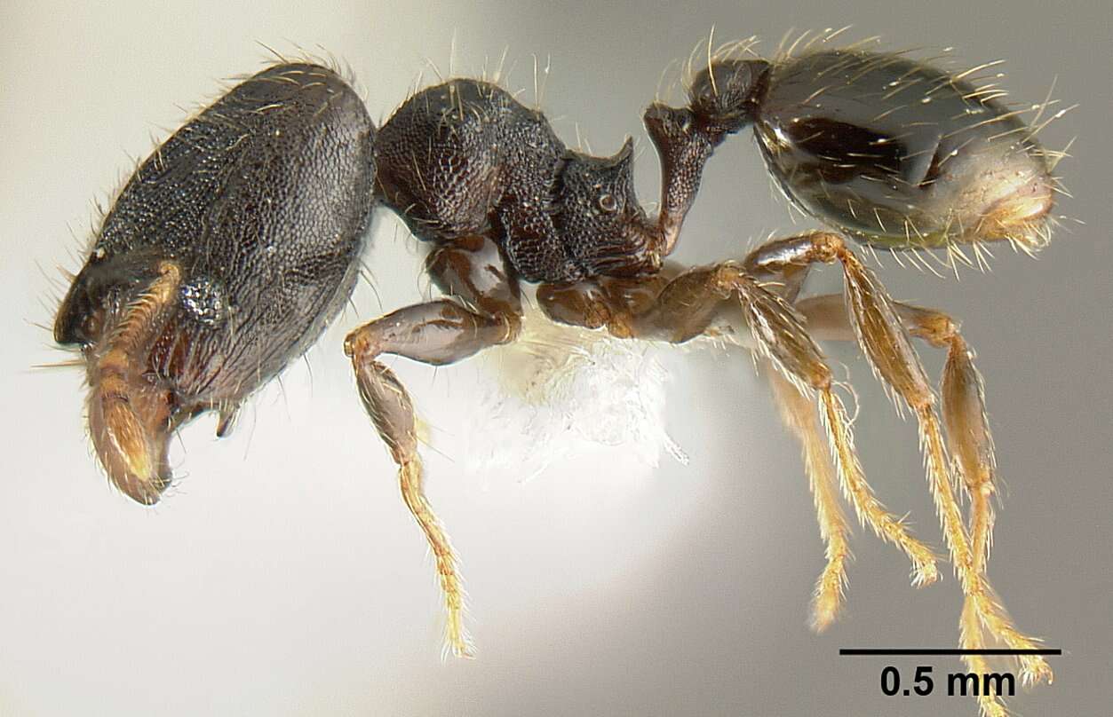 Plancia ëd <i>Pheidole carinote</i>