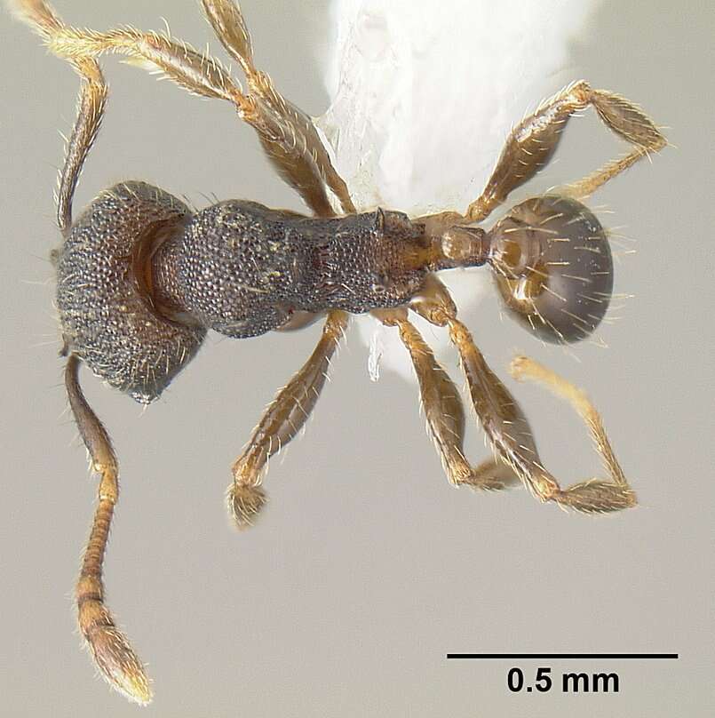 Plancia ëd <i>Pheidole carinote</i>