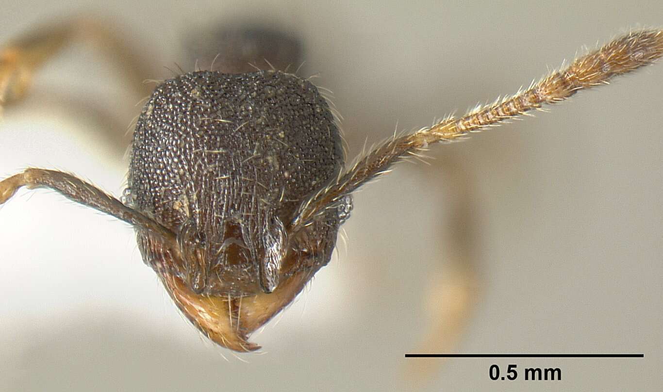 Plancia ëd <i>Pheidole carinote</i>