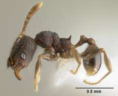 Plancia ëd <i>Pheidole carinote</i>