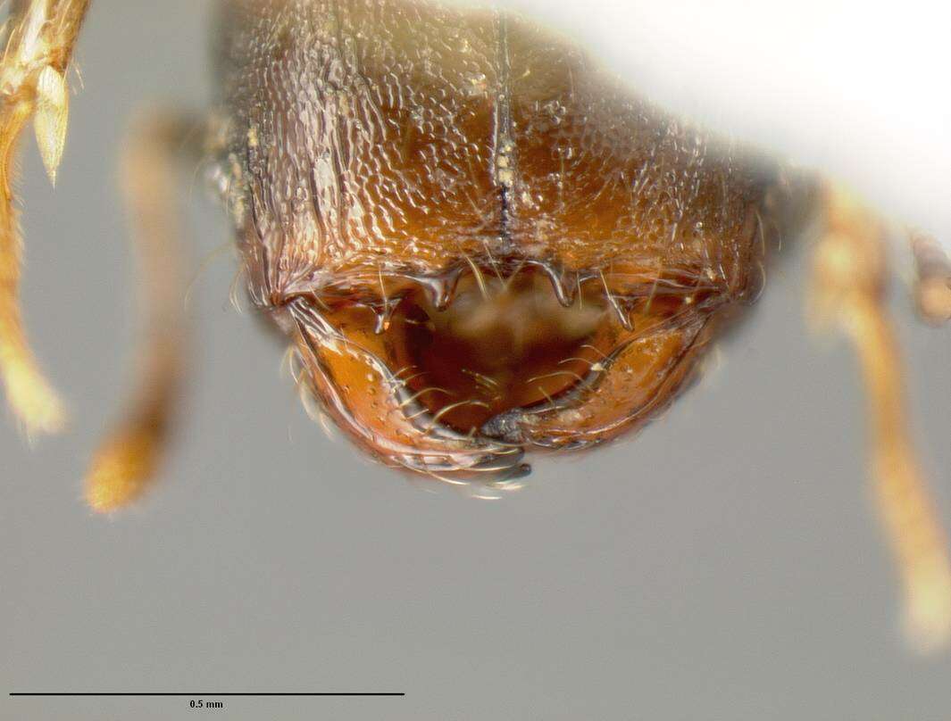 Plancia ëd <i>Pheidole carinote</i>