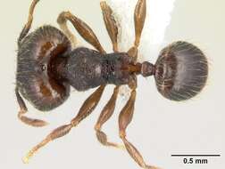 Plancia ëd <i>Pheidole carinote</i>