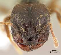 Plancia ëd <i>Pheidole carinote</i>