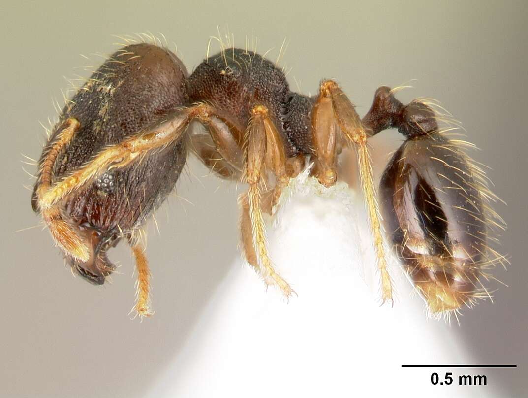 Plancia ëd <i>Pheidole carinote</i>