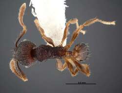 Plancia ëd <i>Pheidole carinote</i>