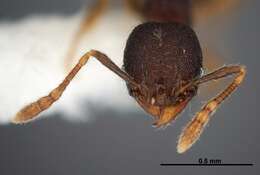 Plancia ëd <i>Pheidole carinote</i>