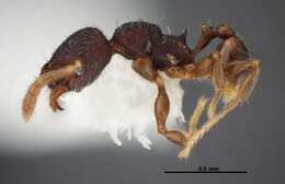 Plancia ëd <i>Pheidole carinote</i>