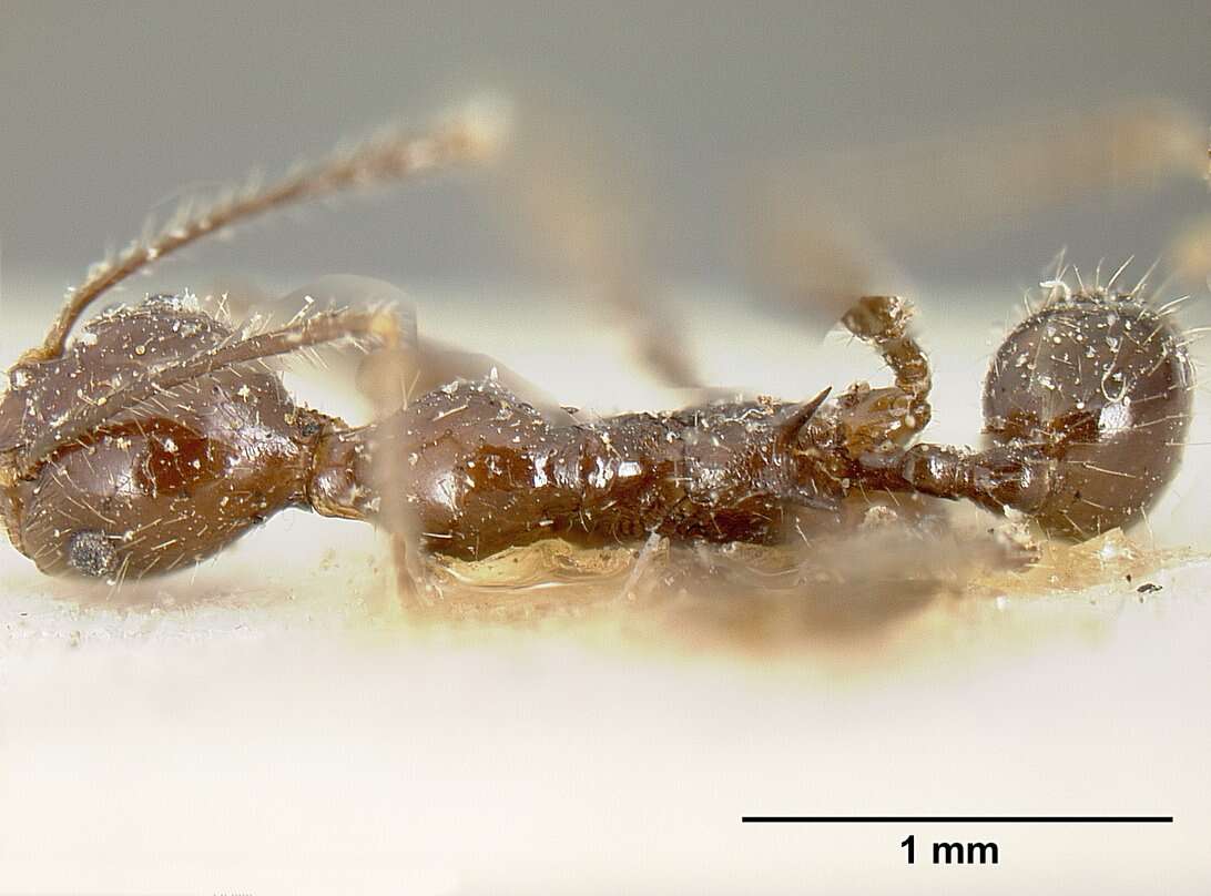 Image of Pheidole ajax Forel 1899