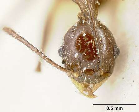 Image of Pheidole ajax Forel 1899