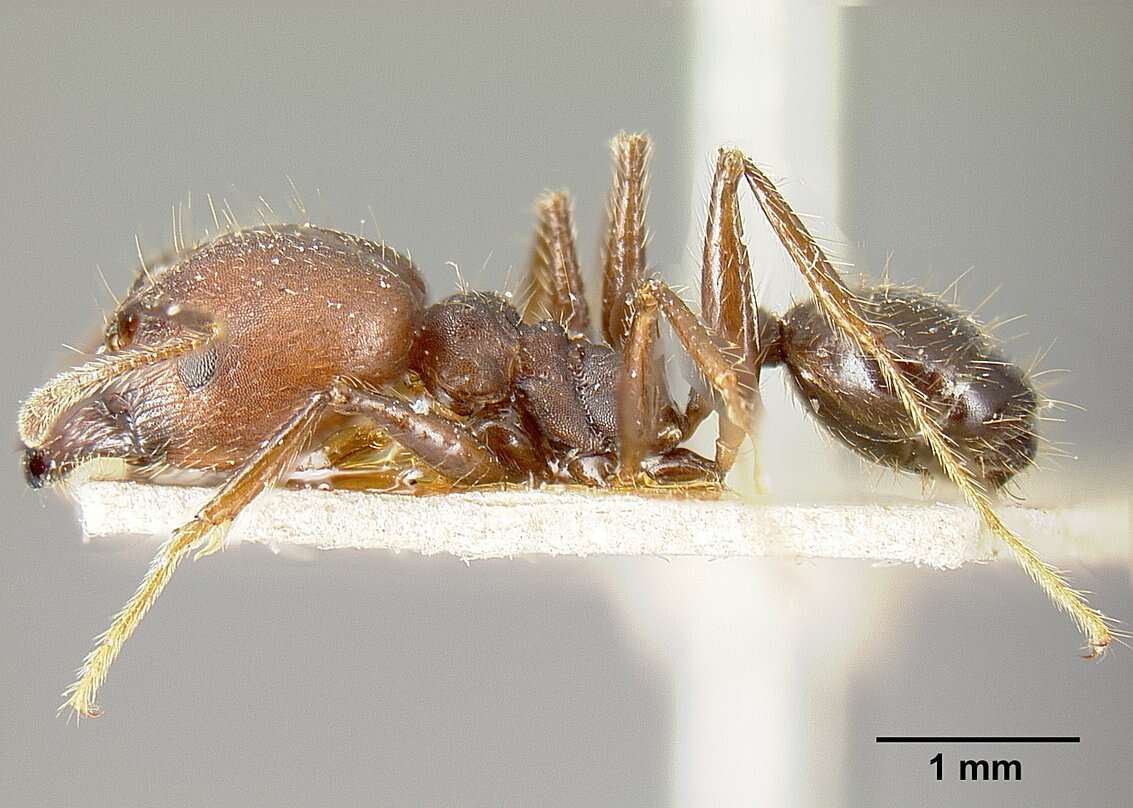 Image of Pheidole biconstricta Mayr 1870