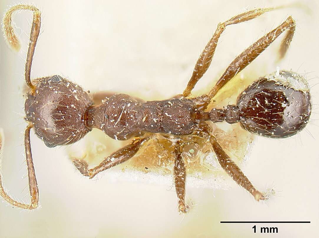 Image of Pheidole biconstricta Mayr 1870