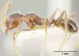 Image of Pheidole biconstricta Mayr 1870