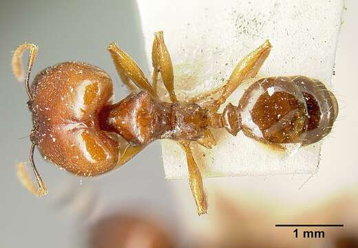 Image of Pheidole stulta Forel 1886