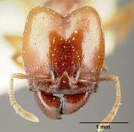 Image of Pheidole stulta Forel 1886