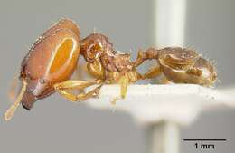 Image of Pheidole stulta Forel 1886