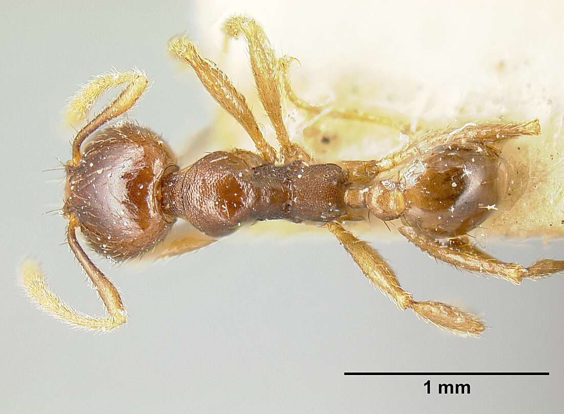 Image of Pheidole stulta Forel 1886