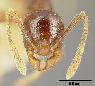 Image of Pheidole stulta Forel 1886