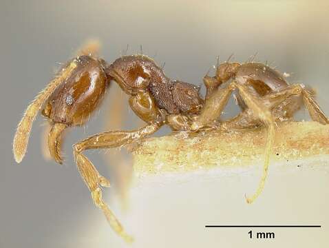 Image of Pheidole stulta Forel 1886