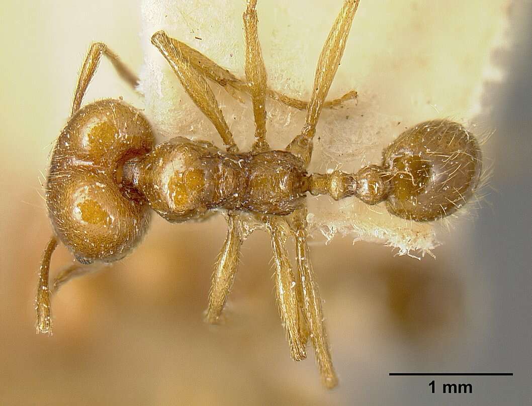 Pheidole biolleyi Forel 1908 resmi