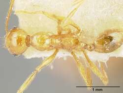 Image of Pheidole tinamu