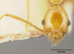 Image of Pheidole tinamu