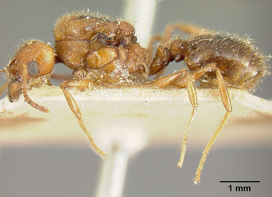 Pheidole biolleyi Forel 1908 resmi