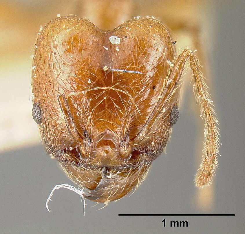 Pheidole biolleyi Forel 1908 resmi