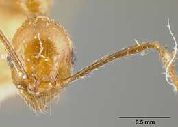 Pheidole biolleyi Forel 1908 resmi