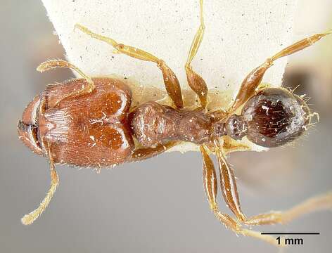 Image of Pheidole exarata Emery 1896