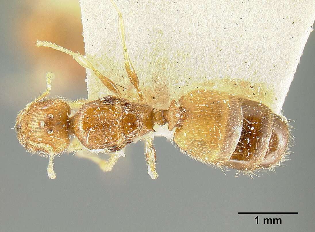 Image of Pheidole bilimeki Mayr 1870