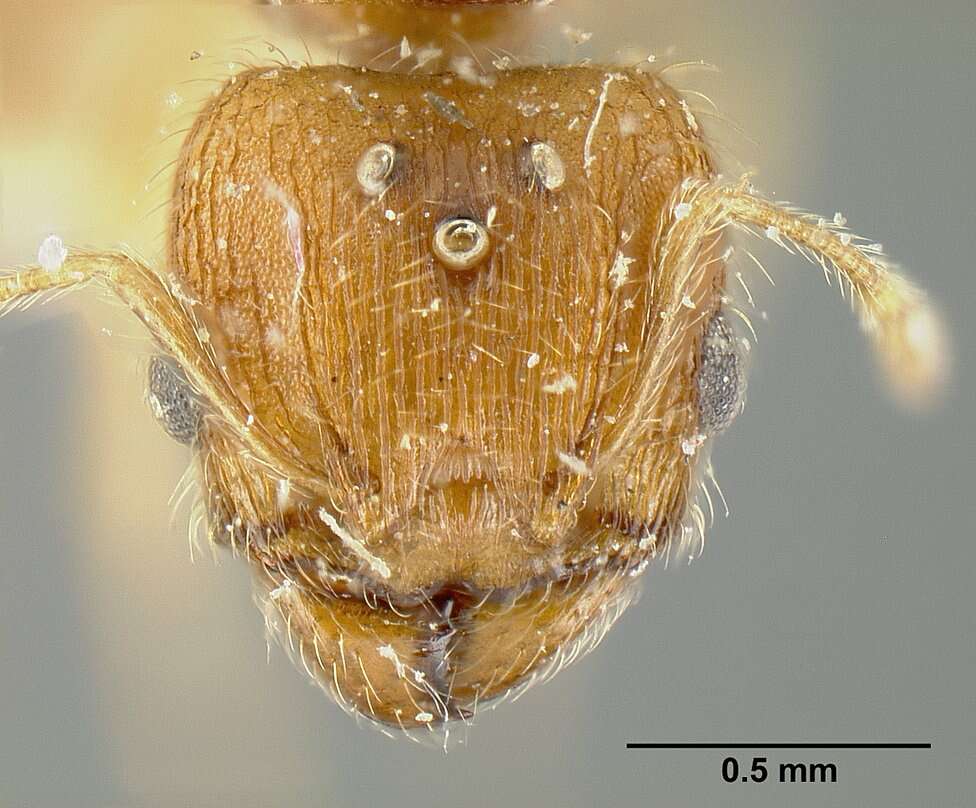 Image of Pheidole bilimeki Mayr 1870