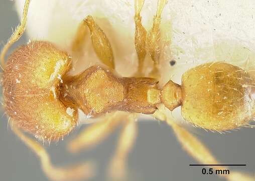 Image of Pheidole bilimeki Mayr 1870