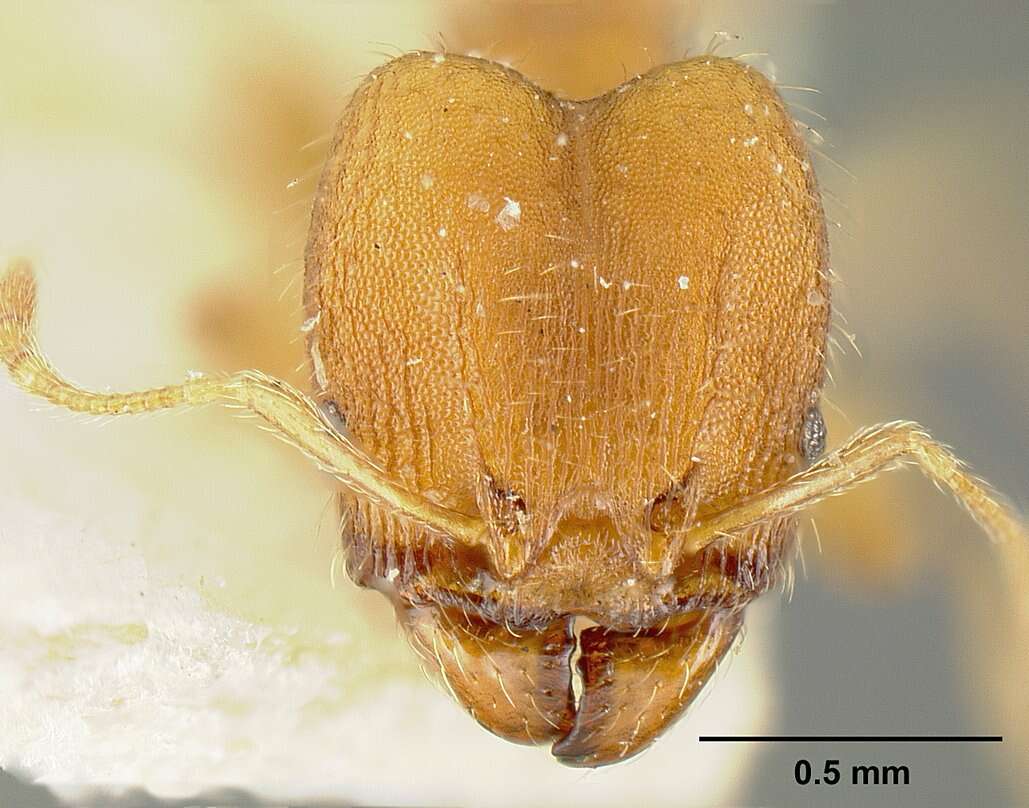 Image of Pheidole bilimeki Mayr 1870