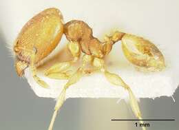 Image of Pheidole bilimeki Mayr 1870