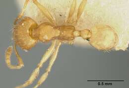 Image of Pheidole bilimeki Mayr 1870