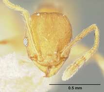 Image of Bilimek's Big-headed Ant