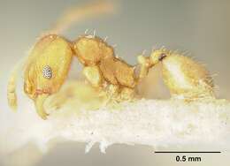 Image of Bilimek's Big-headed Ant