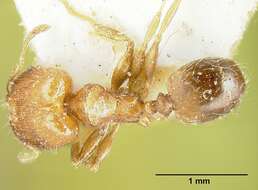 Image of Bilimek's Big-headed Ant