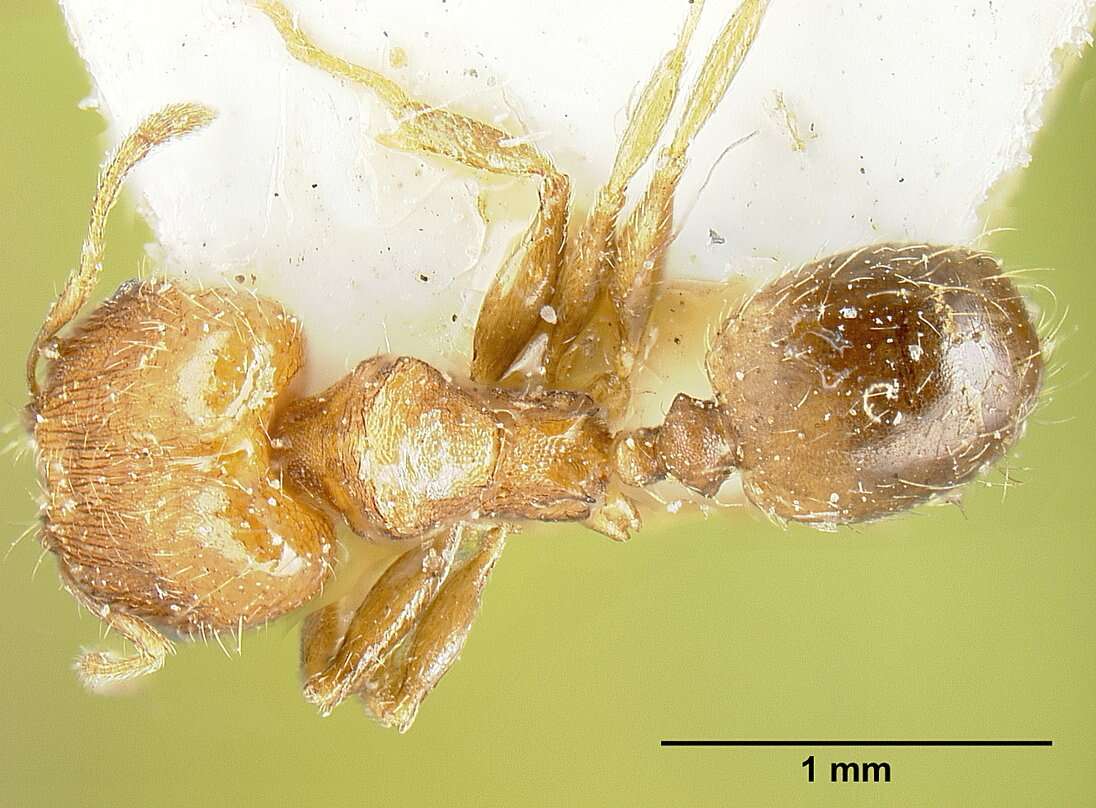 Image of Bilimek's Big-headed Ant
