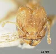 Image of Bilimek's Big-headed Ant